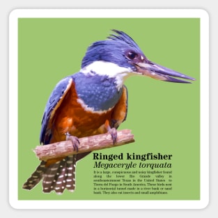 Ringed kingfisher tropical bird black text Magnet